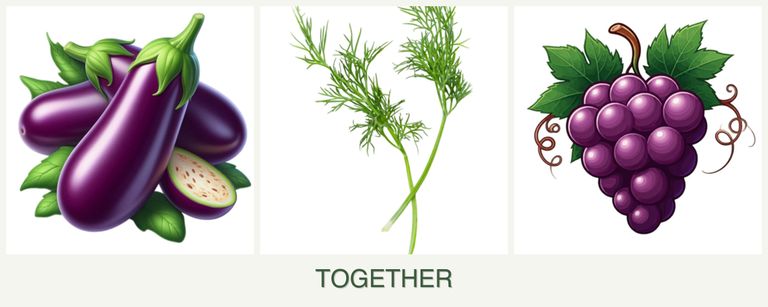 Can you plant eggplant, dill and grapes together?