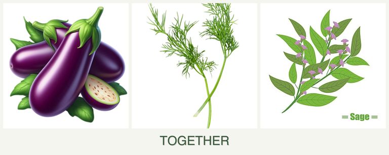 Can you plant eggplant, dill and sage together?