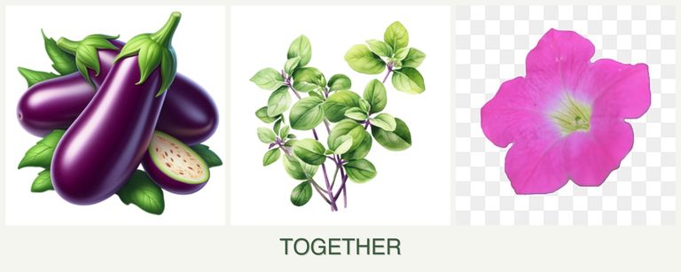 Can you plant eggplant, oregano and petunias together?