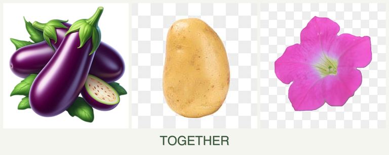 Can you plant eggplant, potatoes and petunias together?