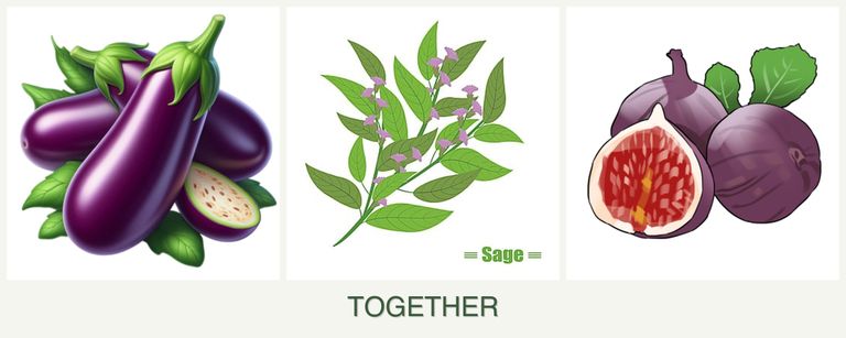 Can you plant eggplant, sage and figs together?