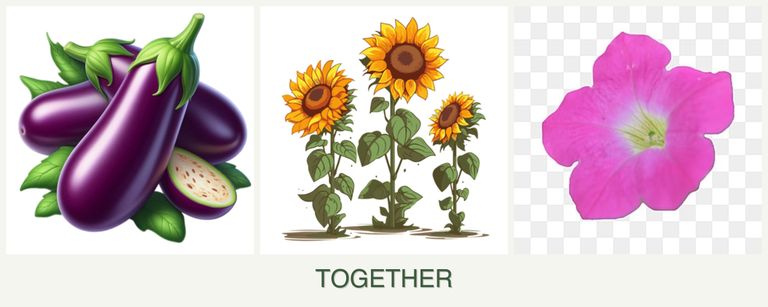 Can you plant eggplant, sunflowers and petunias together?