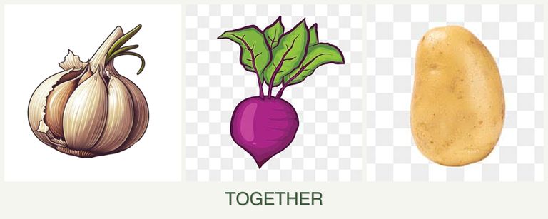 Can you plant garlic, beets and potatoes together?