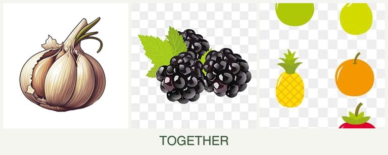 Can you plant garlic, blackberries and pears together?