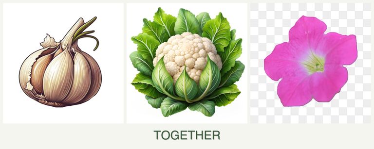 Can you plant garlic, cauliflower and petunias together?
