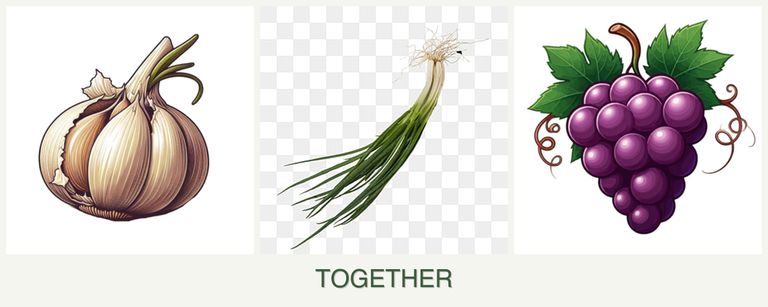 Can you plant garlic, chives and grapes together?