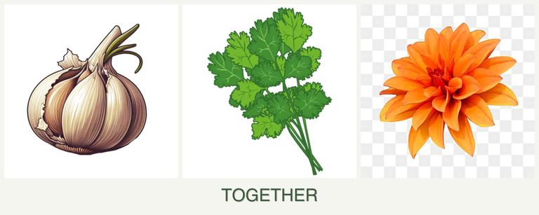 Can you plant garlic, cilantro and dahlias together?