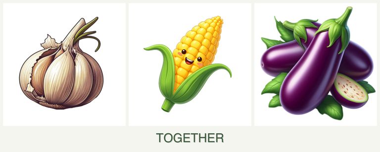 Can you plant garlic, corn and eggplant together?