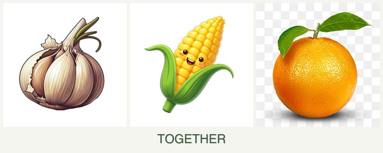 Can you plant garlic, corn and oranges together?