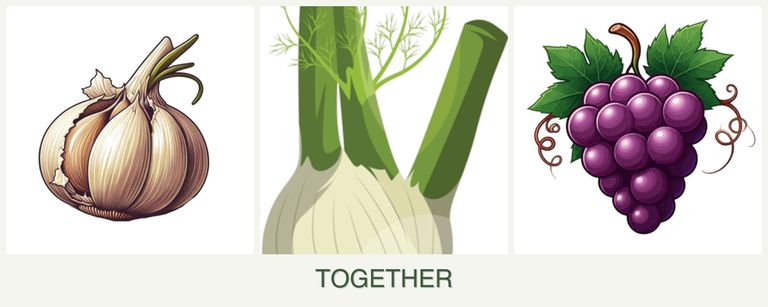 Can you plant garlic, fennel and grapes together?