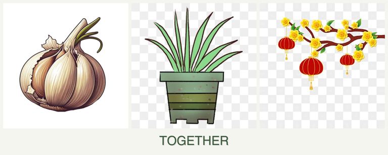 Can you plant garlic, lemongrass and apricots together?