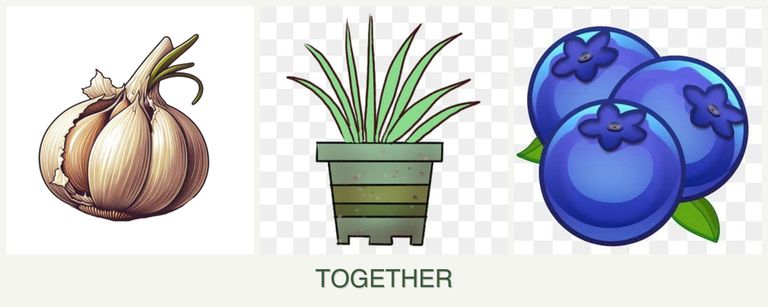Can you plant garlic, lemongrass and blueberries together?