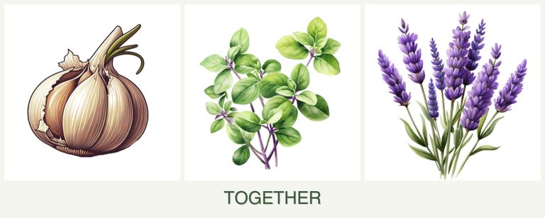 Can you plant garlic, oregano and lavender together?