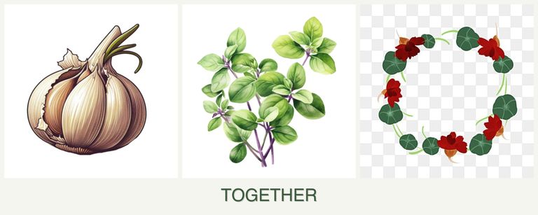 Can you plant garlic, oregano and nasturtiums together?
