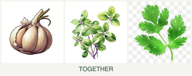 Can you plant garlic, oregano and parsley together?