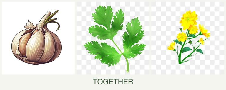 Can you plant garlic, parsley and calendula together?