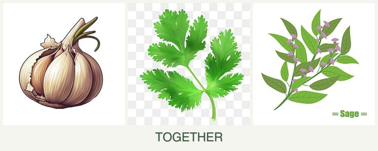 Can you plant garlic, parsley and sage together?