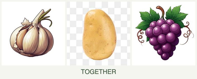 Can you plant garlic, potatoes and grapes together?