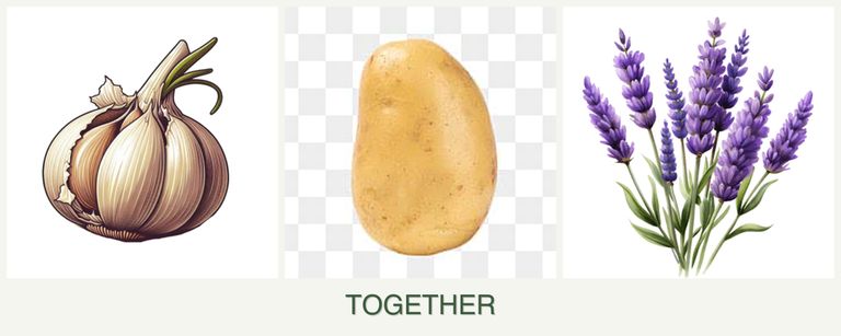 Can you plant garlic, potatoes and lavender together?