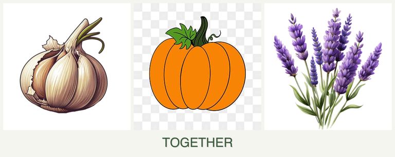 Can you plant garlic, pumpkin and lavender together?