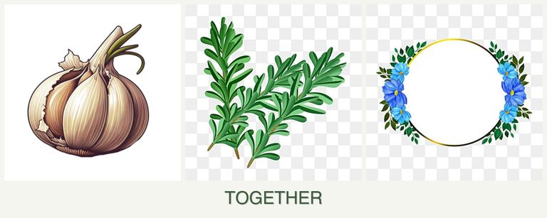 Can you plant garlic, rosemary and zinnias together?