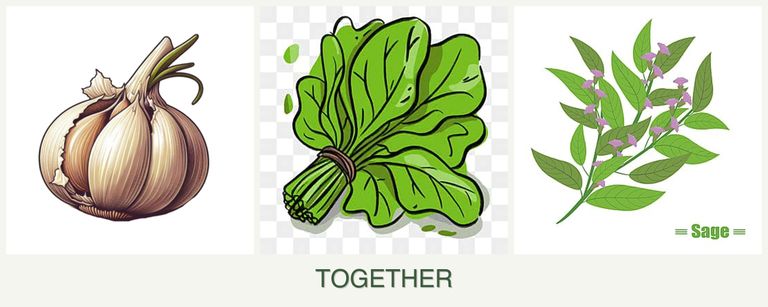 Can you plant garlic, spinach and sage together?