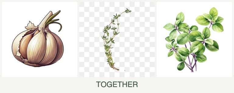 Can you plant garlic, thyme and oregano together?
