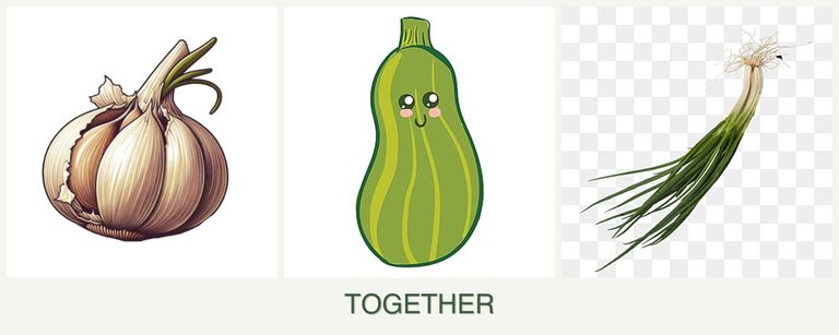 Can you plant garlic, zucchini and chives together?