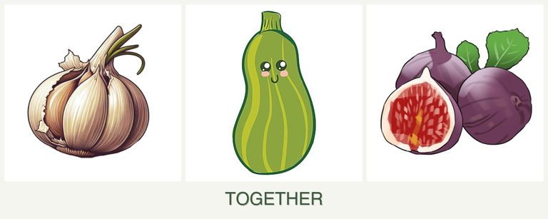 Can you plant garlic, zucchini and figs together?