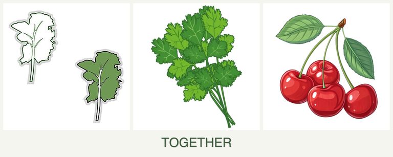 Can you plant kale, cilantro and cherries together?