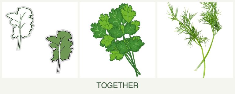 Can you plant kale, cilantro and dill together?