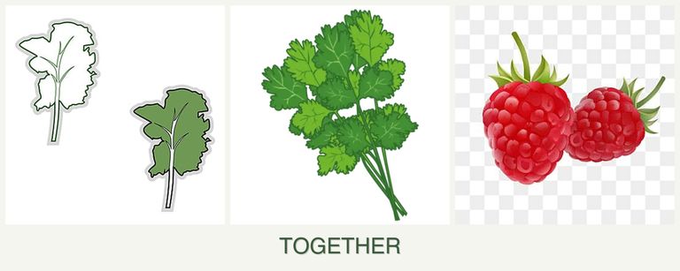 Can you plant kale, cilantro and raspberries together?