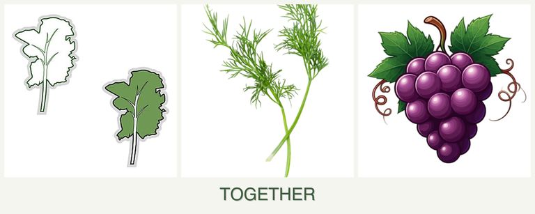 Can you plant kale, dill and grapes together?