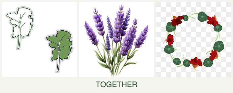 Can you plant kale, lavender and nasturtiums together?