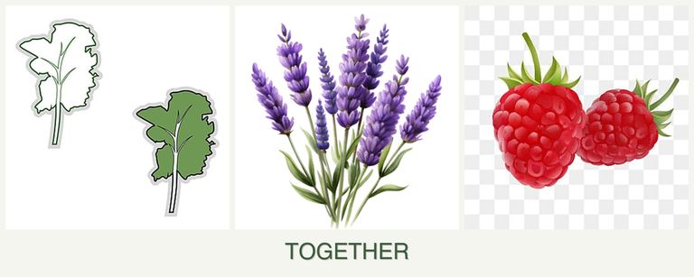 Can you plant kale, lavender and raspberries together?