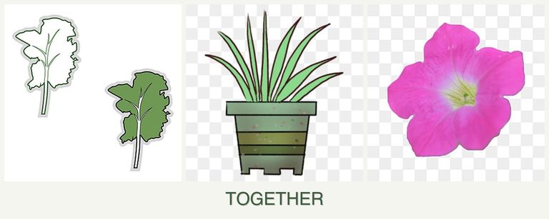 Can you plant kale, lemongrass and petunias together?