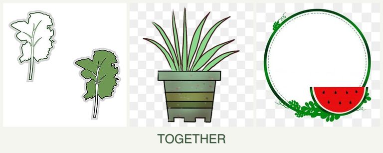 Can you plant kale, lemongrass and watermelons together?