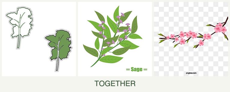 Can you plant kale, sage and peaches together?