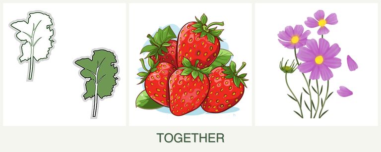 Can you plant kale, strawberries and cosmos together?