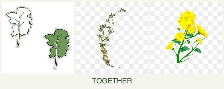 Can you plant kale, thyme and calendula together?