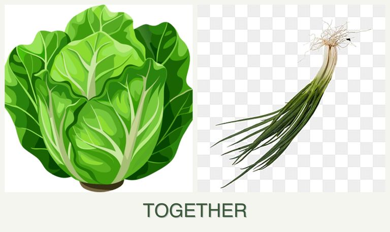 Can you plant lettuce and chives together?