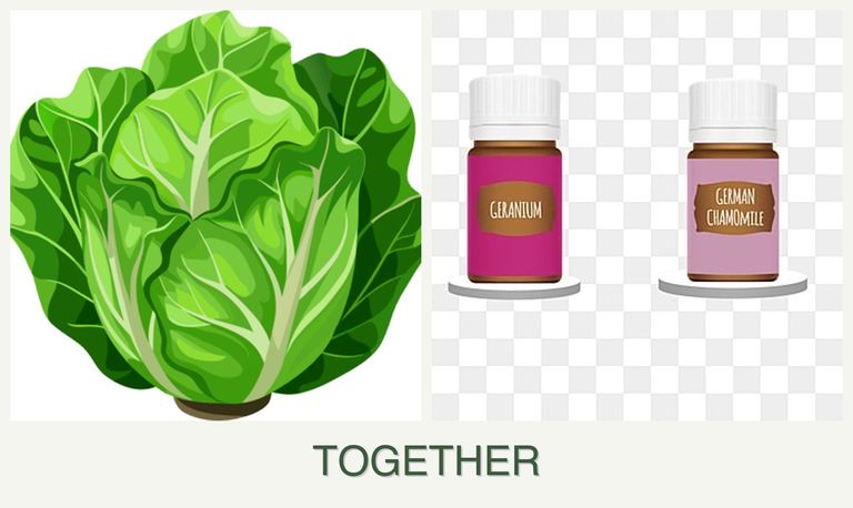 Can you plant lettuce and geraniums together?