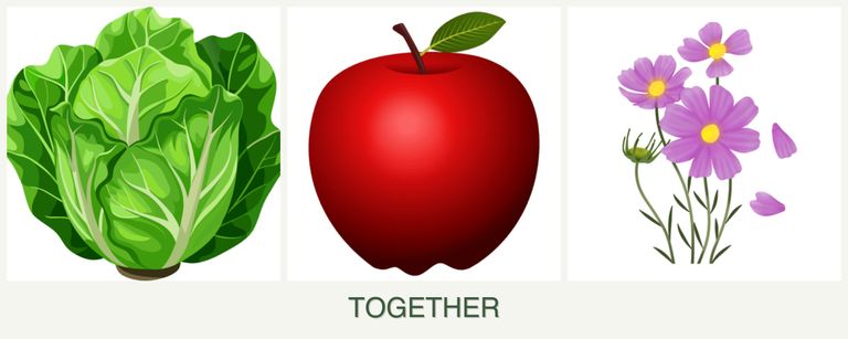 Can you plant lettuce, apples and cosmos together?