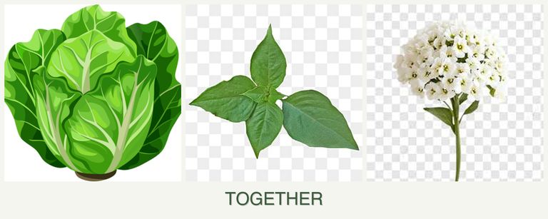 Can you plant lettuce, basil and alyssum together?