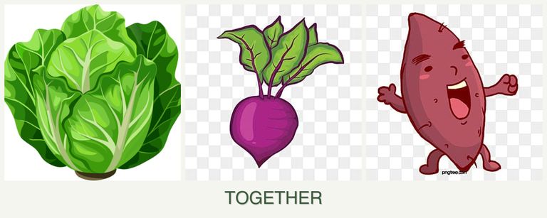 Can you plant lettuce, beets and sweet potatoes together?