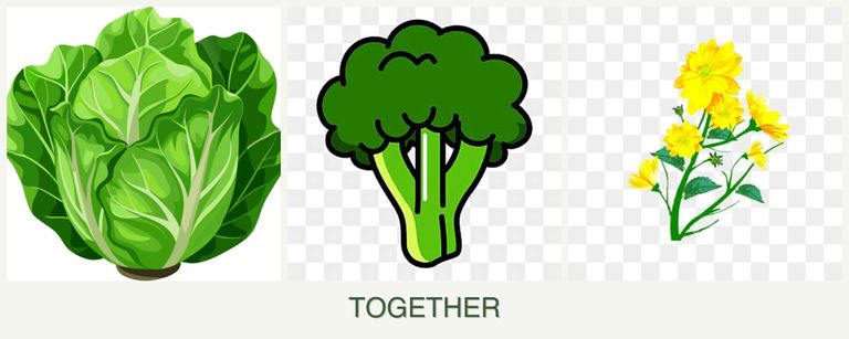 Can you plant lettuce, broccoli and calendula together?