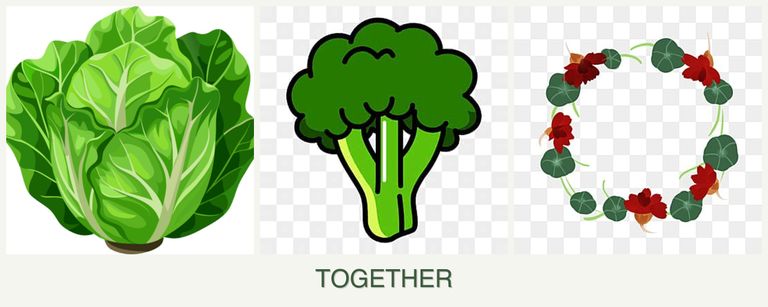 Can you plant lettuce, broccoli and nasturtiums together?
