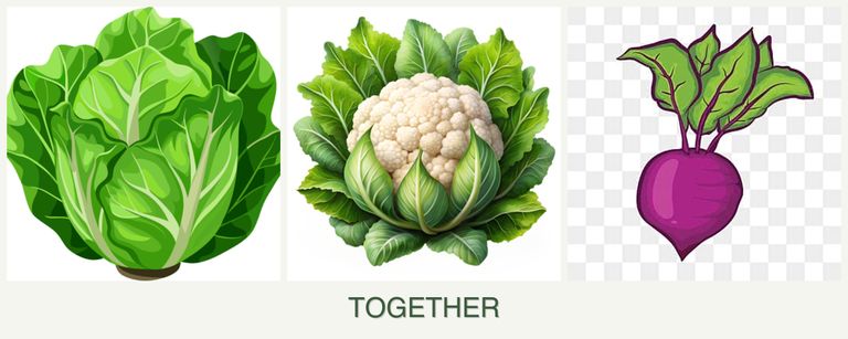 Can you plant lettuce, cauliflower and beets together?