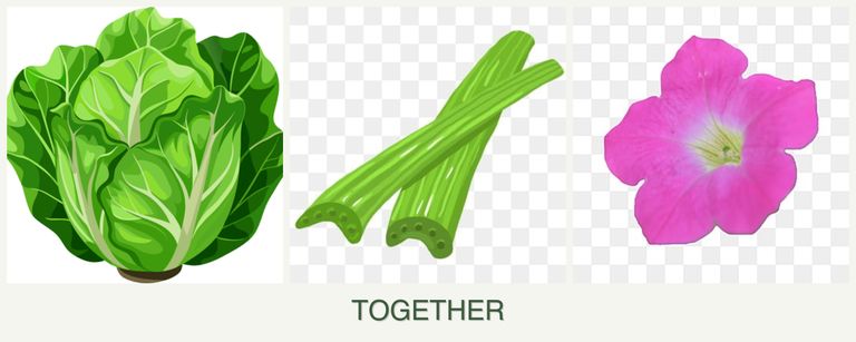 Can you plant lettuce, celery and petunias together?