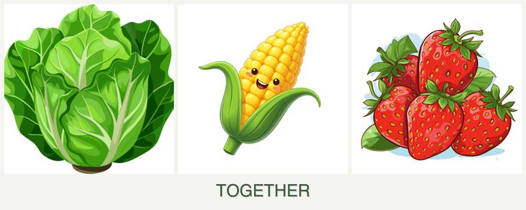 Can you plant lettuce, corn and strawberries together?
